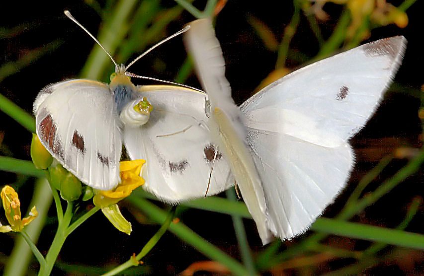 Farfalle in accoppiamento